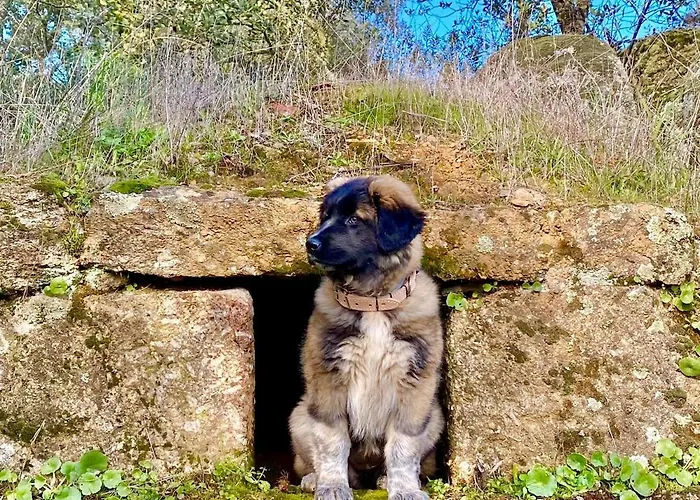 Casa de Férias Herdade De Açores *