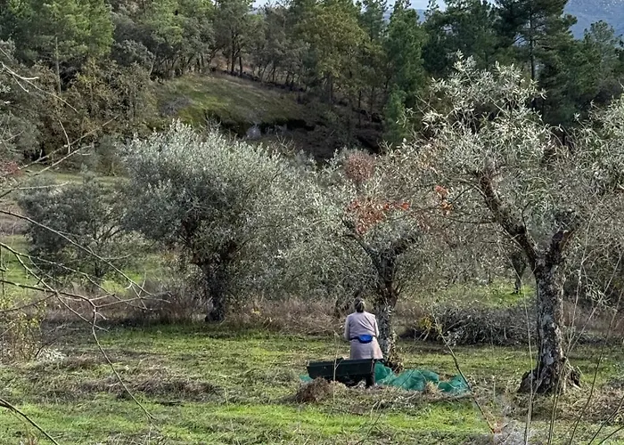 Herdade De Açores Casa de Férias